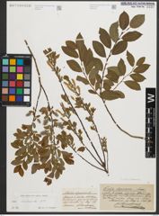 Foto von Salix starkeana Willd.